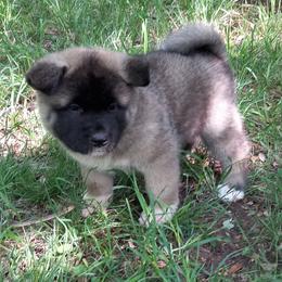 Akita Puppies from Folklore Akitas
