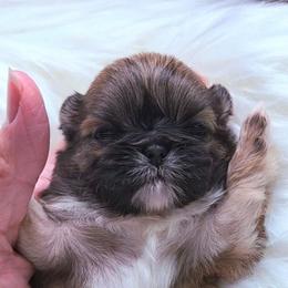 Eloise (blue) Sable - Sable female Shih Tzu puppy in Richmond, Texas from Aleka Shih Tzu