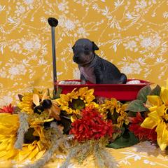 Mohawk - Black and tan male American Hairless Terrier puppy in Westland, Michigan from Lazuli Great Danes & Bare Necessities American Hairless Terriers