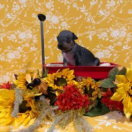 Mohawk - Black and tan male American Hairless Terrier puppy in Westland, Michigan from Lazuli Great Danes & Bare Necessities American Hairless Terriers