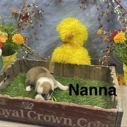 Nanna - Sable female Pembroke Welsh Corgi puppy in Apison, Tennessee from Ashmore Corgis