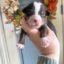 Ruby❤️ - Red tri-color female Aussiedoodle puppy in Granbury, Texas from Triple Cross Doodles