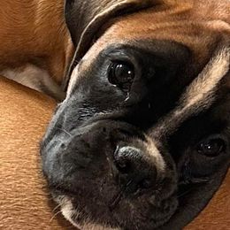 Girl 1 - Fawn Boxer puppy in Lafayette, Tennessee from Silver Rain