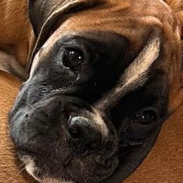 Girl 1 - Fawn Boxer puppy in Lafayette, Tennessee from Silver Rain