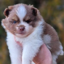 Chocolate tri boy - Chocolate male Pomeranian puppy in Brighton, Colorado from POMS OF CBBK