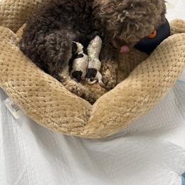 Boy 2 - Chocolate and white male Havapoo puppy in Franklinton, North Carolina from Happytailspuppies