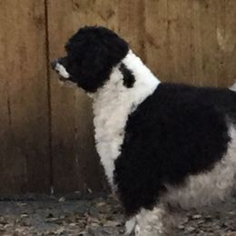 Ruby - Portuguese Water Dog