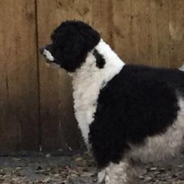 Ruby - Portuguese Water Dog
