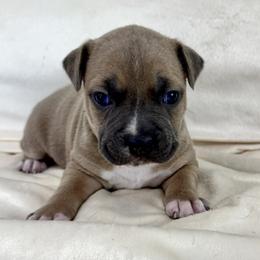 Blue Fawn Female - Blue fawn female American Pit Bull Terrier puppy in Nine Mile Falls, Washington from Bartin Kennels