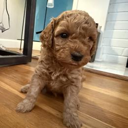 Chive - Red  male Poodle puppy in Wilmington, Delaware from Imperial Poodles LLC