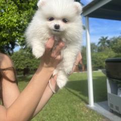 Pomeranian Puppies from Daniela Holas