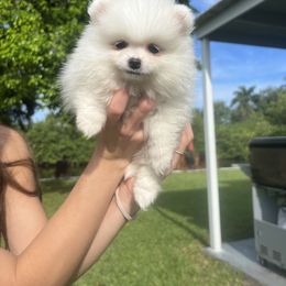 Pomeranian Puppies from Daniela Holas