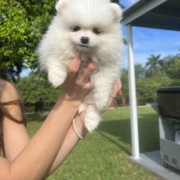 Pomeranian Puppies from Daniela Holas
