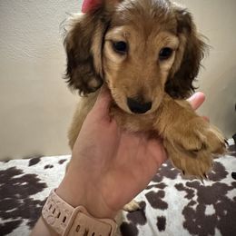 Dachshund Puppies from Brittany Barks