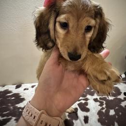 Dachshund Puppies from Brittany Barks