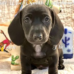 Jude - Black male Dachshund puppy in Hensley, Arkansas from The Dachshund Barn