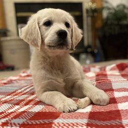 Golden Retriever Puppies from Silver Morning Farm