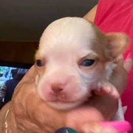 Rourk - Gold and white male Chihuahua puppy in Red Bluff, California from Aye Chihuahua