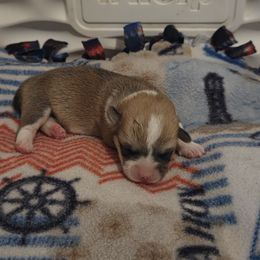 Pembroke Welsh Corgi Puppies from Salted Rim Corgis