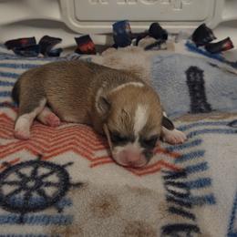 Pembroke Welsh Corgi Puppies from Salted Rim Corgis