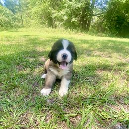 Boy 7 - Mahogany and white male Saint Bernard puppy in Albany, Georgia from Magnolia Saint Bernards