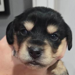 Black and cream with white paws - Black and cream female Dachshund puppy in Fulton, Missouri from New Hope Dachshund Puppies
