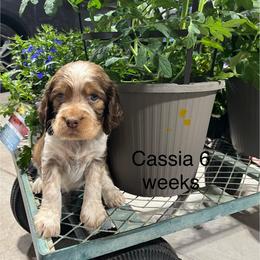 Cassia - Tri-Roan female English Springer Spaniel puppy in Nine Mile Falls, Washington from Sue's Springers