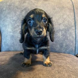 Boy 2 - Black male Dachshund puppy in Merced, California from JBDKennel