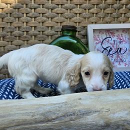 Iolanthe - Cream female Dachshund puppy in Pocasset, Massachusetts from Dachs of the Bay