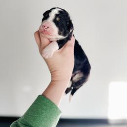 Thor - Tri-color male Bernedoodle puppy in Jackson, Missouri from Pincksten Family Doodles