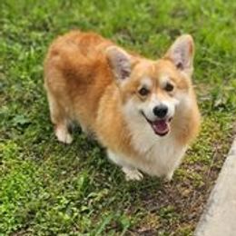Versace - Pembroke Welsh Corgi