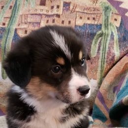 Pembroke Welsh Corgi Puppies from The Clever Corgi