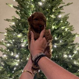 AKC Boy 2 Mini - Red  male Poodle puppy in Southwest Ranches, Florida from Herringbone ‘s Poodles