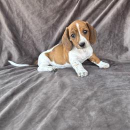 Tank - Piebald male Dachshund puppy in Elfrida, Arizona from Brooke Suarez