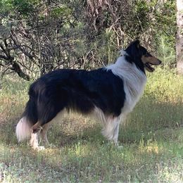 Luna - Collie