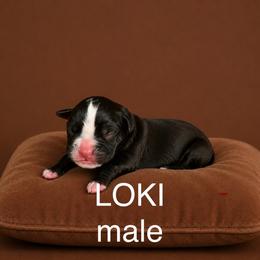 Loki - Brindle male Boxer puppy in Abilene, Texas from L&L Euro Boxers and Small Town Shih Tzus