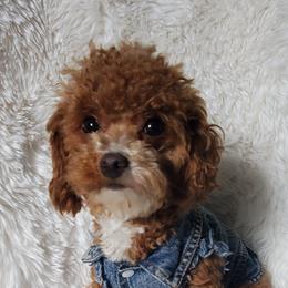 Lucy - Poodle