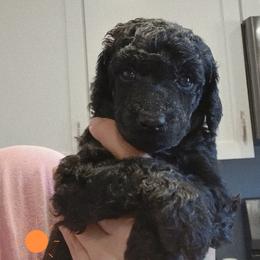 Orange - Black female Poodle puppy in Big Rapids, Michigan from Meeker's Ridge Standard Poodles