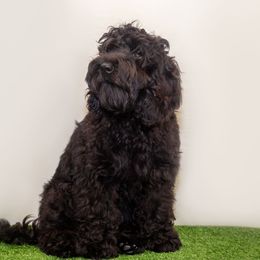 Ellie - Black Australian Labradoodle puppy in Wewahitchka, Florida from Stony Brook Australian Labradoodles, LLC