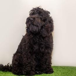Ellie - Black Australian Labradoodle puppy in Wewahitchka, Florida from Stony Brook Australian Labradoodles, LLC