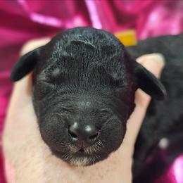 Wizard - Blue male Bedlington Terrier puppy in Rincon, Georgia from Prismic Bedlington Terriers