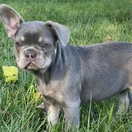 Samantha Fluffy Carrier - French Bulldog puppy from Christie's Frenchies