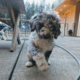 Dottie - Blue merle female Aussiedoodle puppy in Yacolt, Washington from Aussiedoodles by Maggie