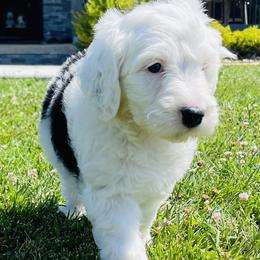 Sheepadoodle Puppies from M&B Puppy Love