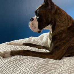 Boxers from Dark Horse Boxers