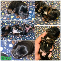 Yorkipoo and Yorkshire Terrier Puppies from Bougie Paws llc