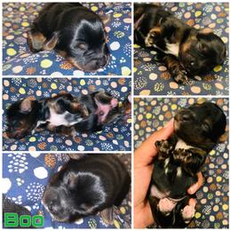 Yorkipoo and Yorkshire Terrier Puppies from Bougie Paws llc