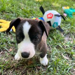 Angels - Black and white female Cardigan Welsh Corgi puppy in Crystal River, Florida from Coopers Korner