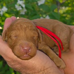 (Red Collar) Puddle - Red  male Goldendoodle puppy in Granite Falls Nc, North Carolina from Carolina Goldendoodles