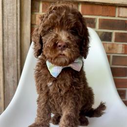 Pancake - Chocolate male Goldendoodle puppy in Pulaski, Tennessee from Doodle My Heart